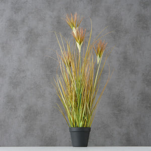 Topfpflanze "Zwiebelgras"