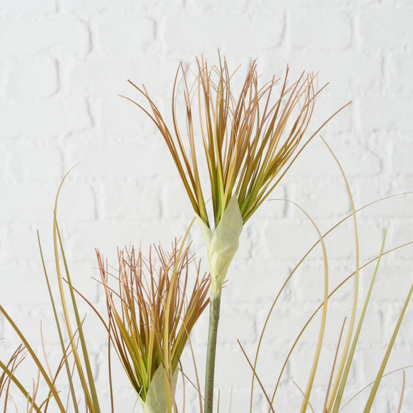 Topfpflanze "Zwiebelgras"