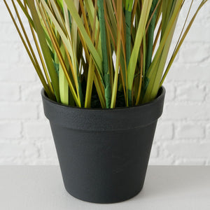 Topfpflanze "Zwiebelgras"