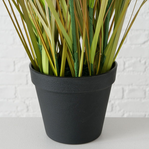 Topfpflanze "Zwiebelgras"