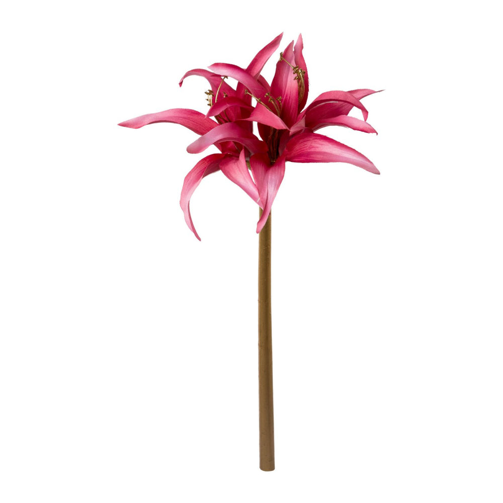 Amaryllis mit gold