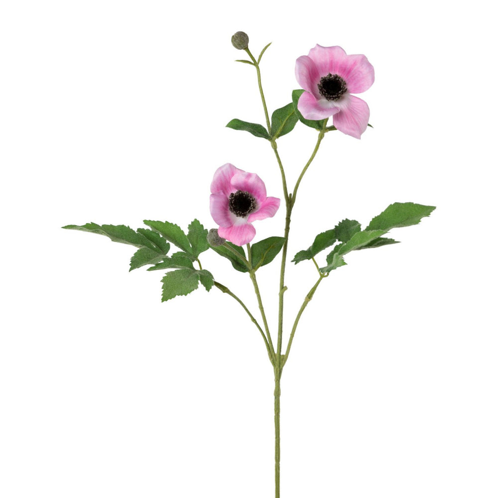Anemonenzweig