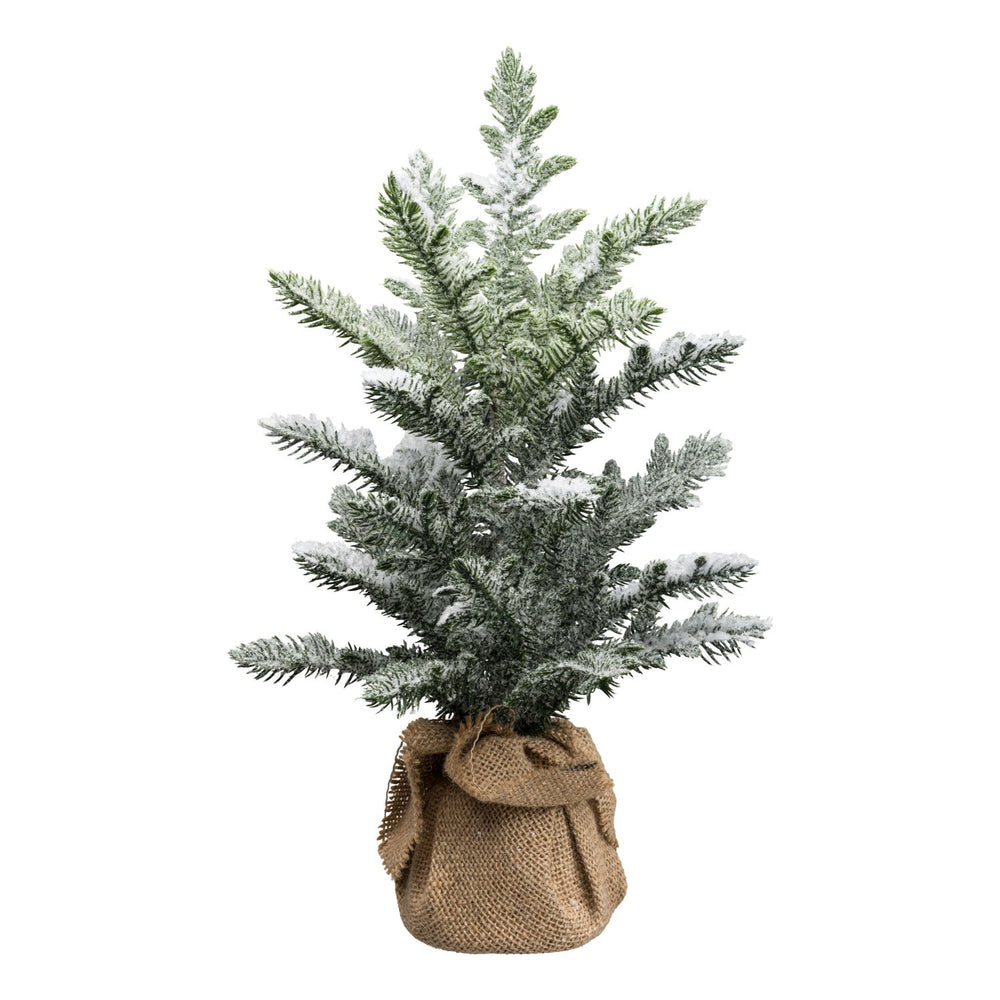 Araucaria im Sack 43cm