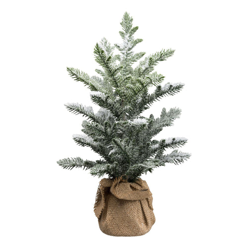 Araucaria im Sack 43cm