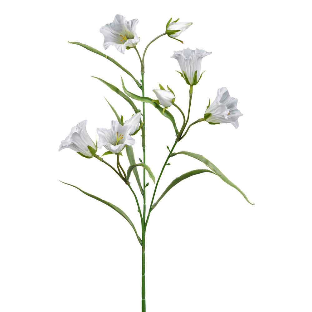 Campanula