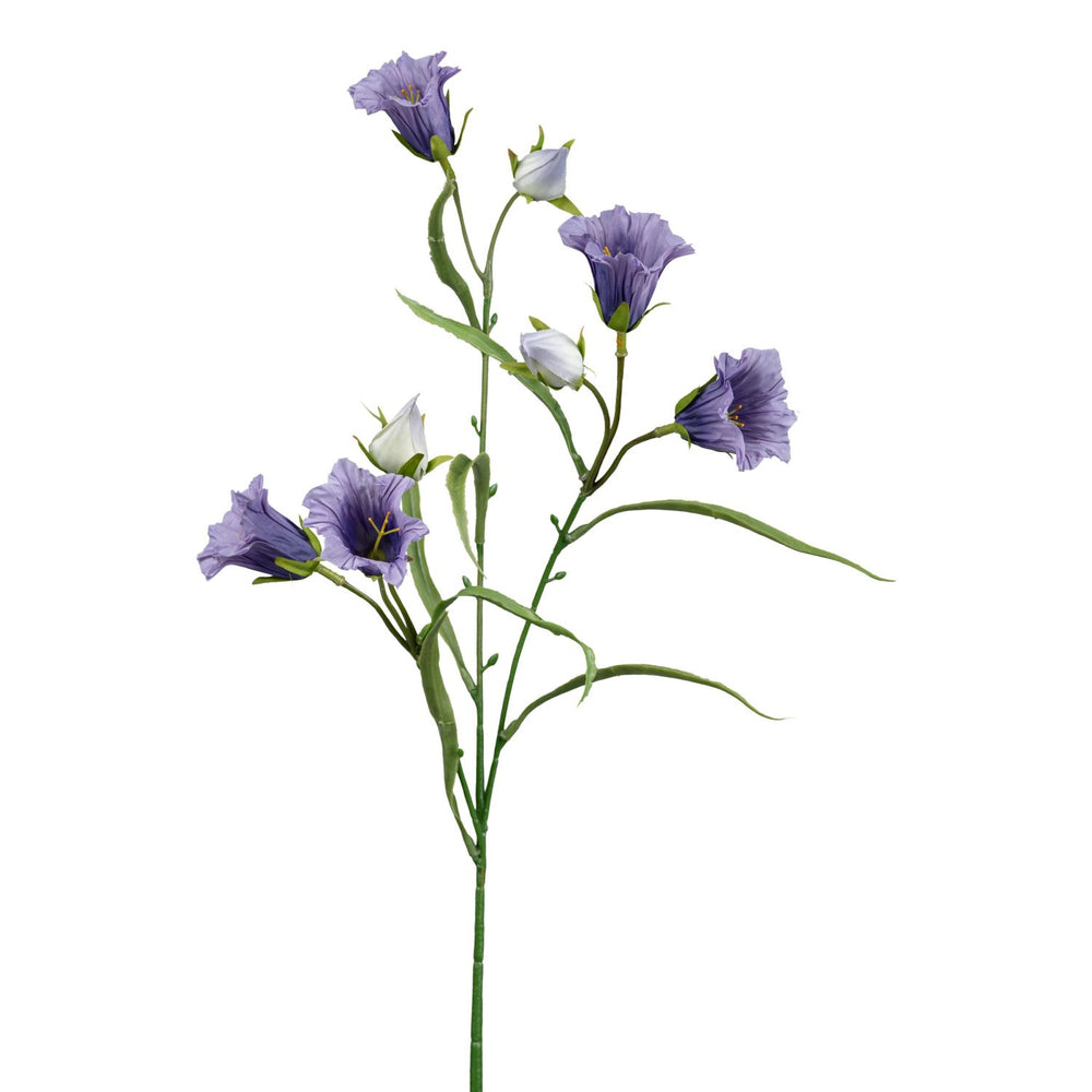 Campanula