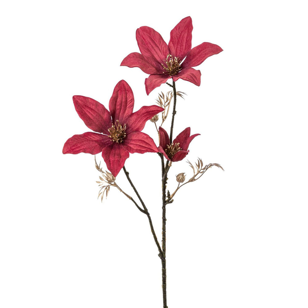 Clematis-Zweig
