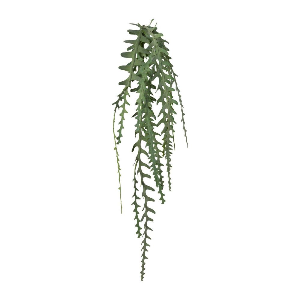 Epiphyllumranke