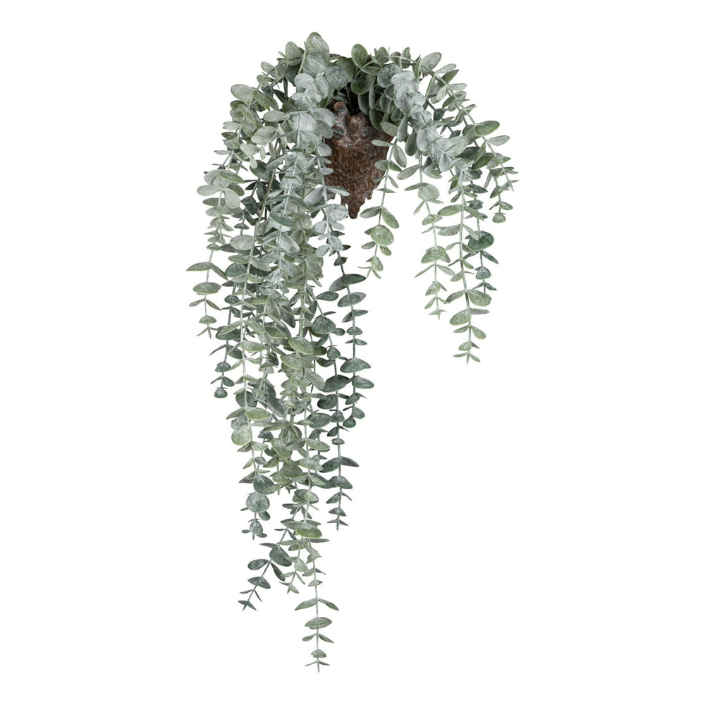 Eucalypthusbusch