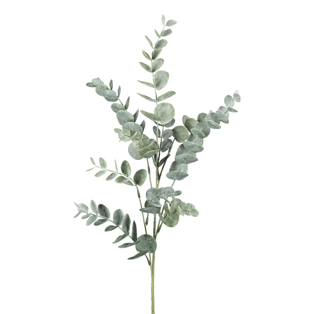 Eucalypthuszweig