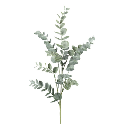 Eucalypthuszweig