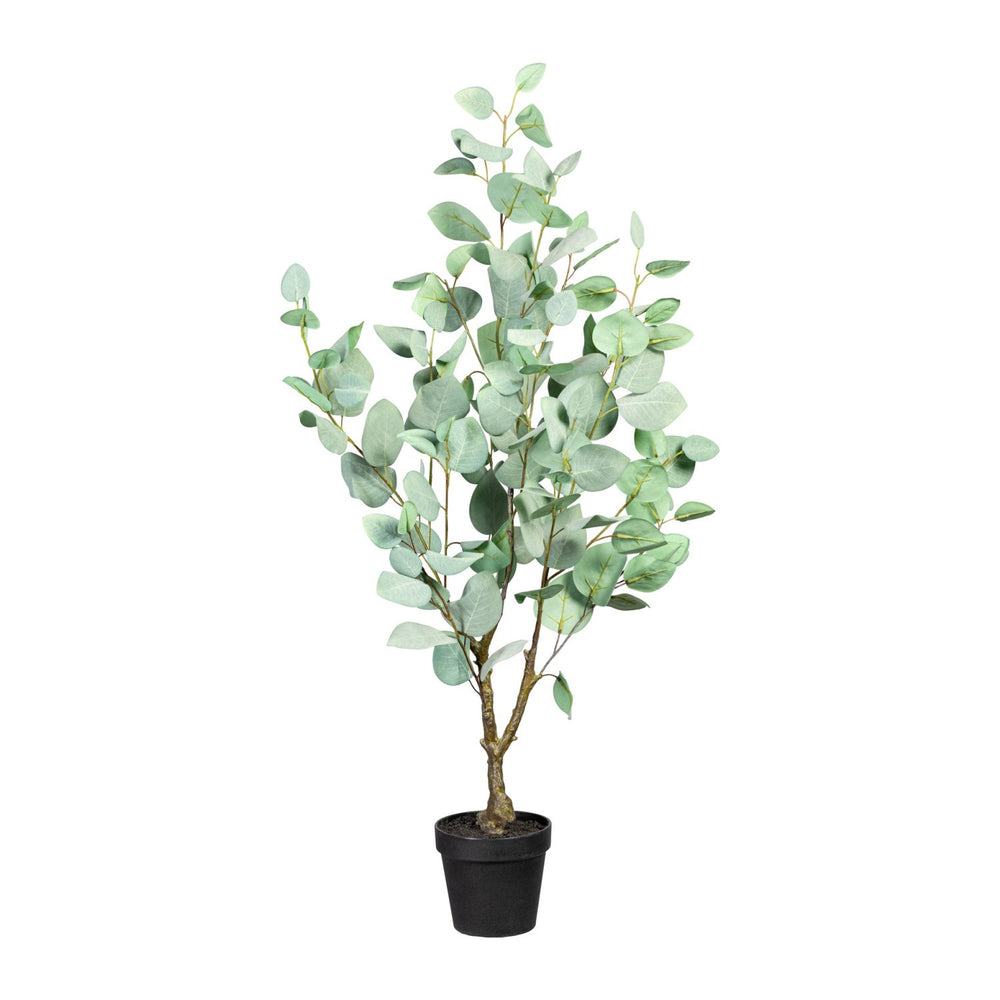 Eukalyptus im Top