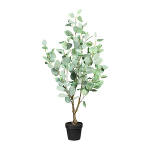 Eukalyptus im Top