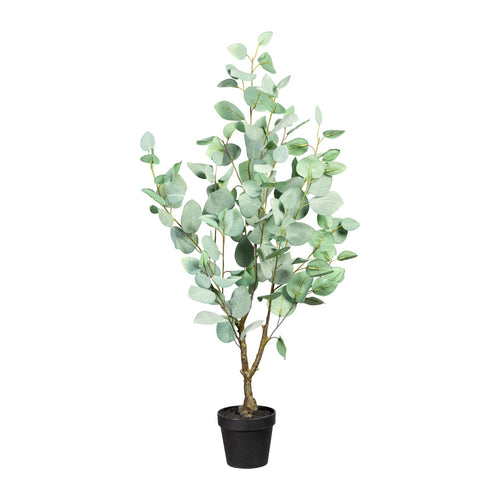 Eukalyptus im Top