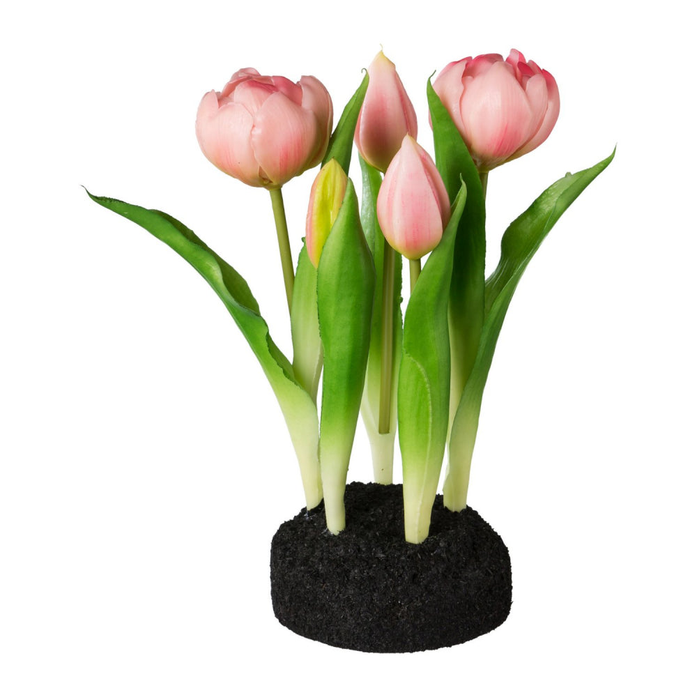 Gefüllte Tulpe im Erdballen