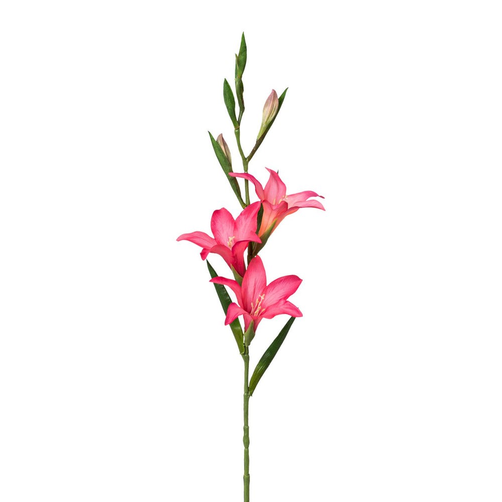 Gladiole