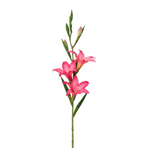 Gladiole