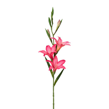 Gladiole