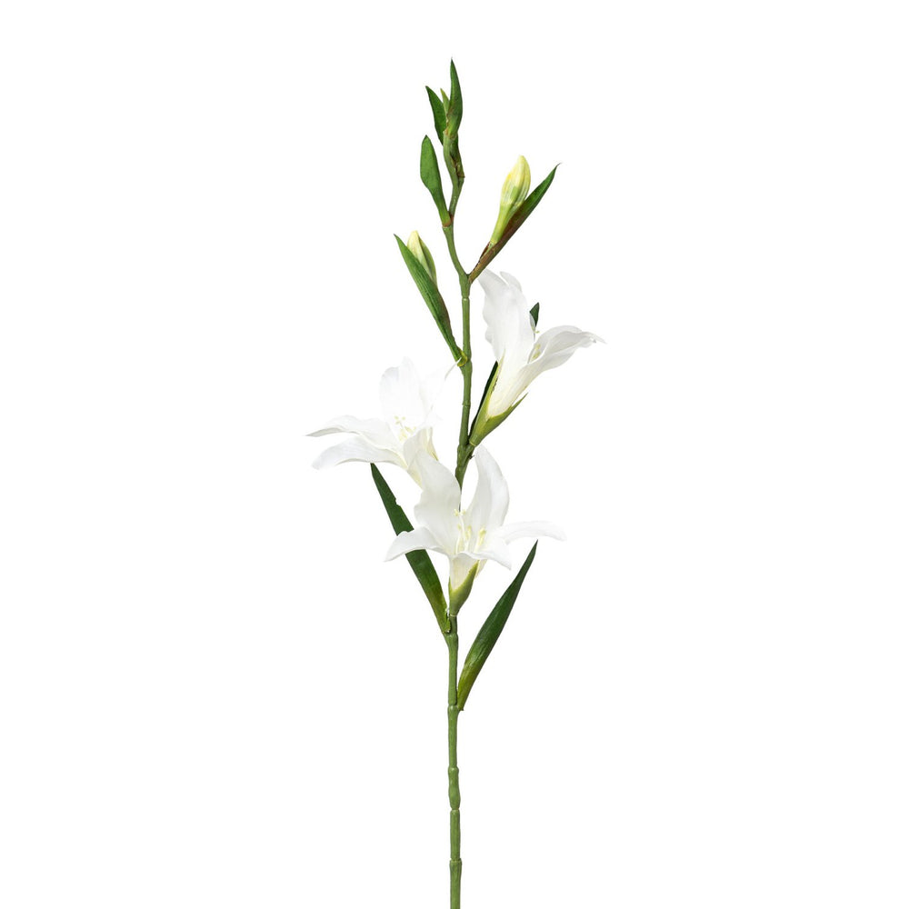 Gladiole