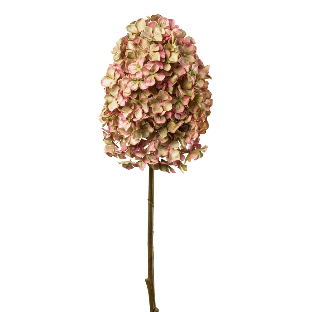 Hortensie
