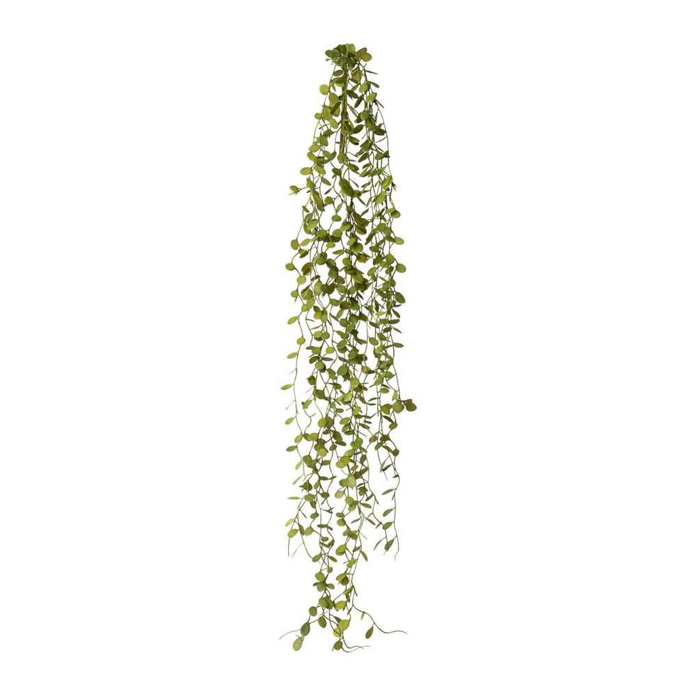 Mühlenbeckia-Hänger