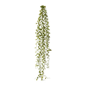 Mühlenbeckia-Hänger