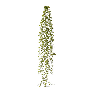 Mühlenbeckia-Hänger