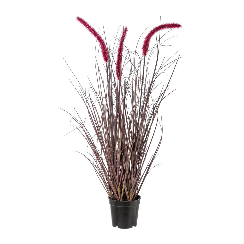 Pennisetum im Topf 73cm