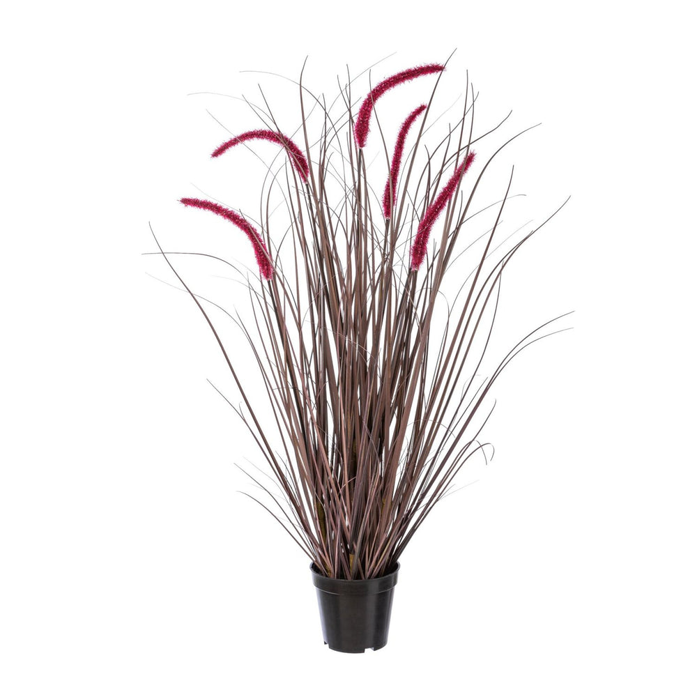 Pennisetum im Topf 89cm