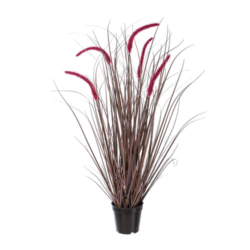 Pennisetum im Topf 89cm