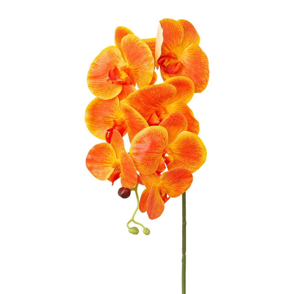 Phalaenopsis