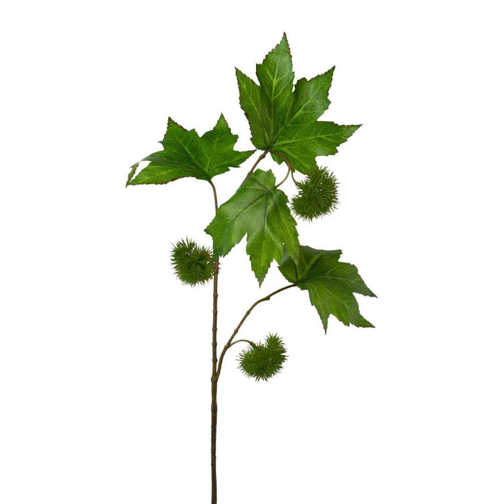 Platanenzweig