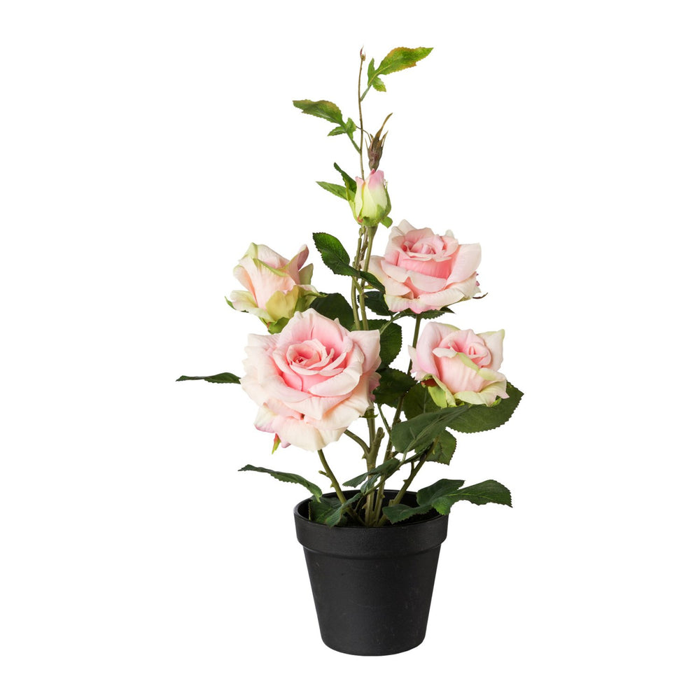 Rosenbusch im Topf