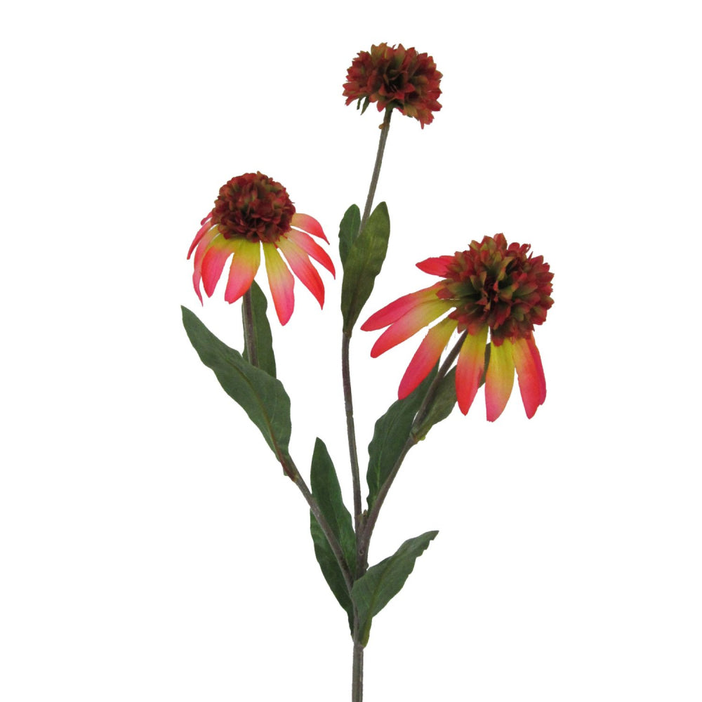 Rudbeckia