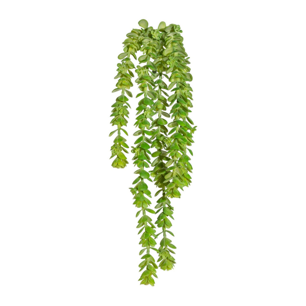 Sedum Hänger