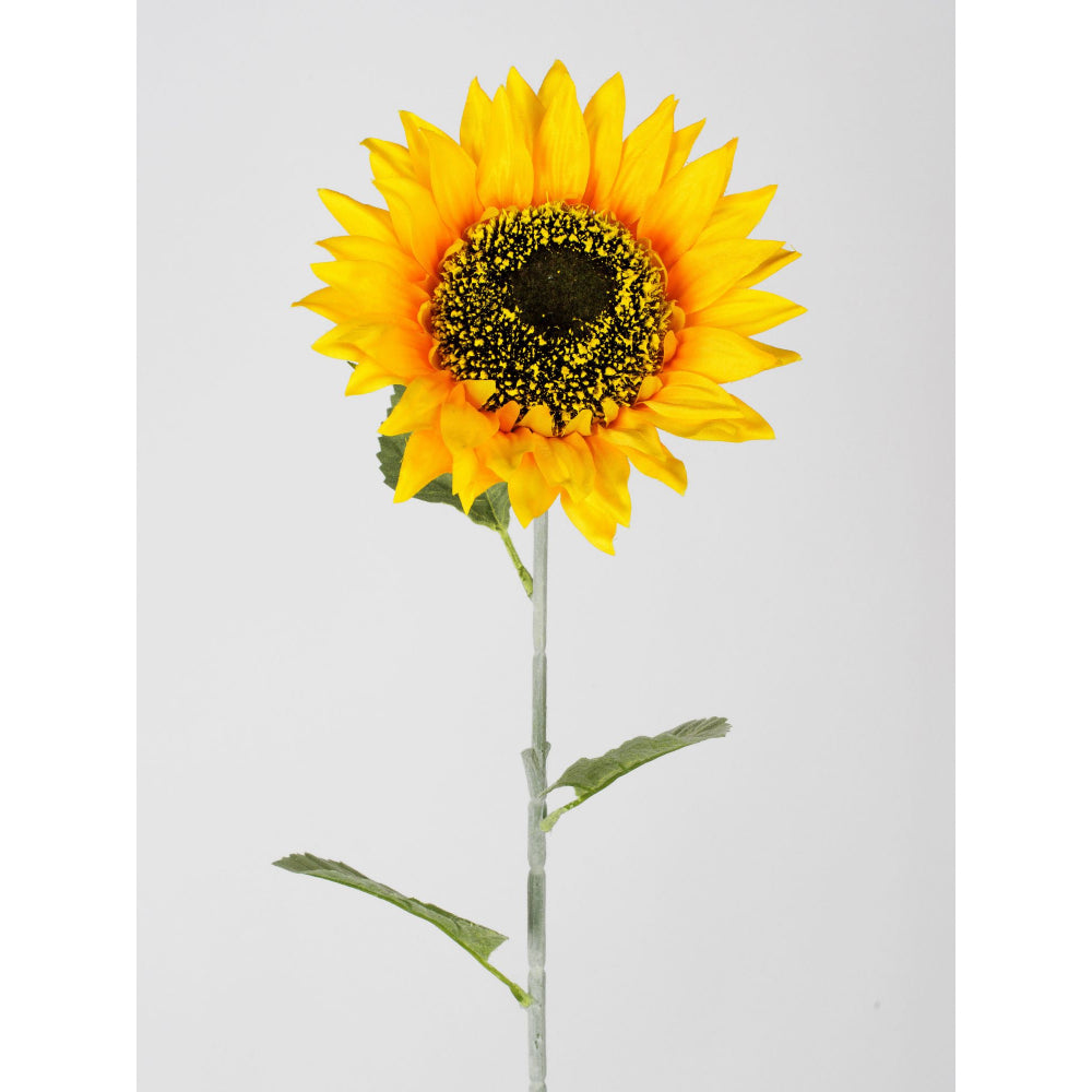 Sonnenblume