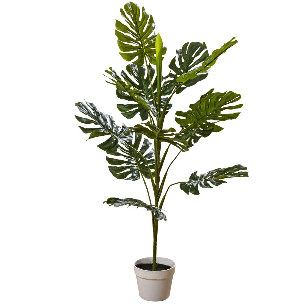 Topfpflanze "Monstera"
