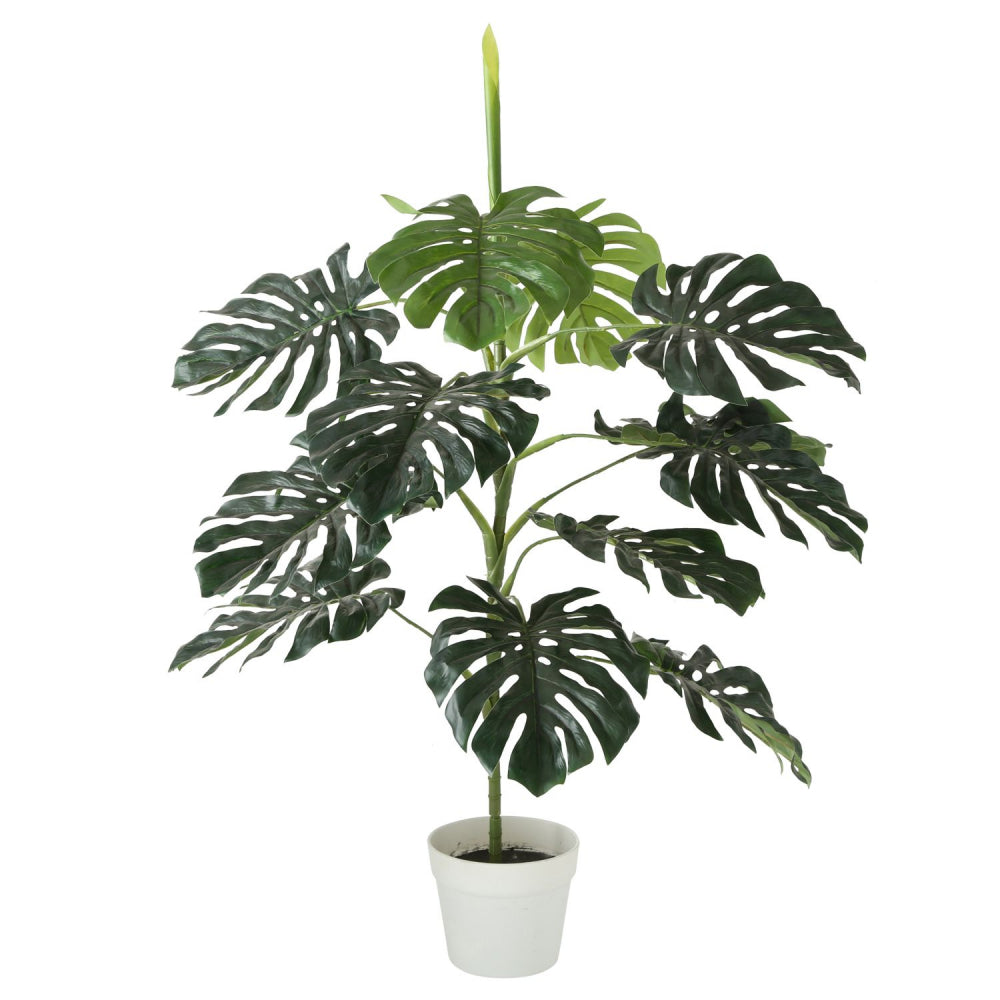 Topfpflanze "Monstera"