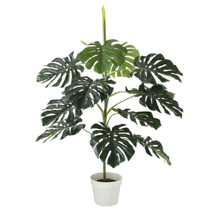 Topfpflanze "Monstera"