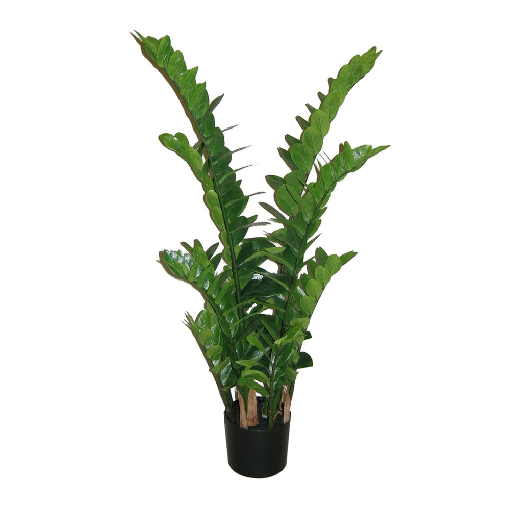 Zamifolia