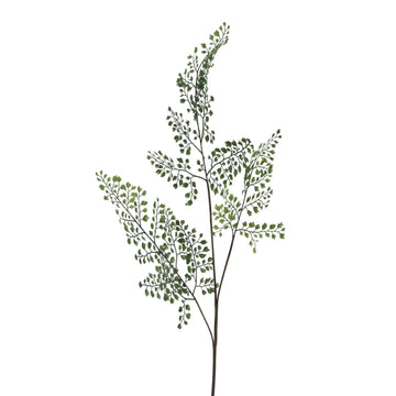 Adianthumzweig
