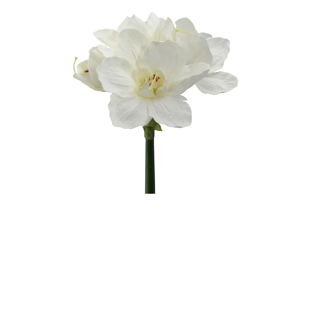 Amaryllis