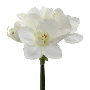 Amaryllis
