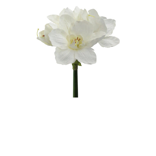 Amaryllis