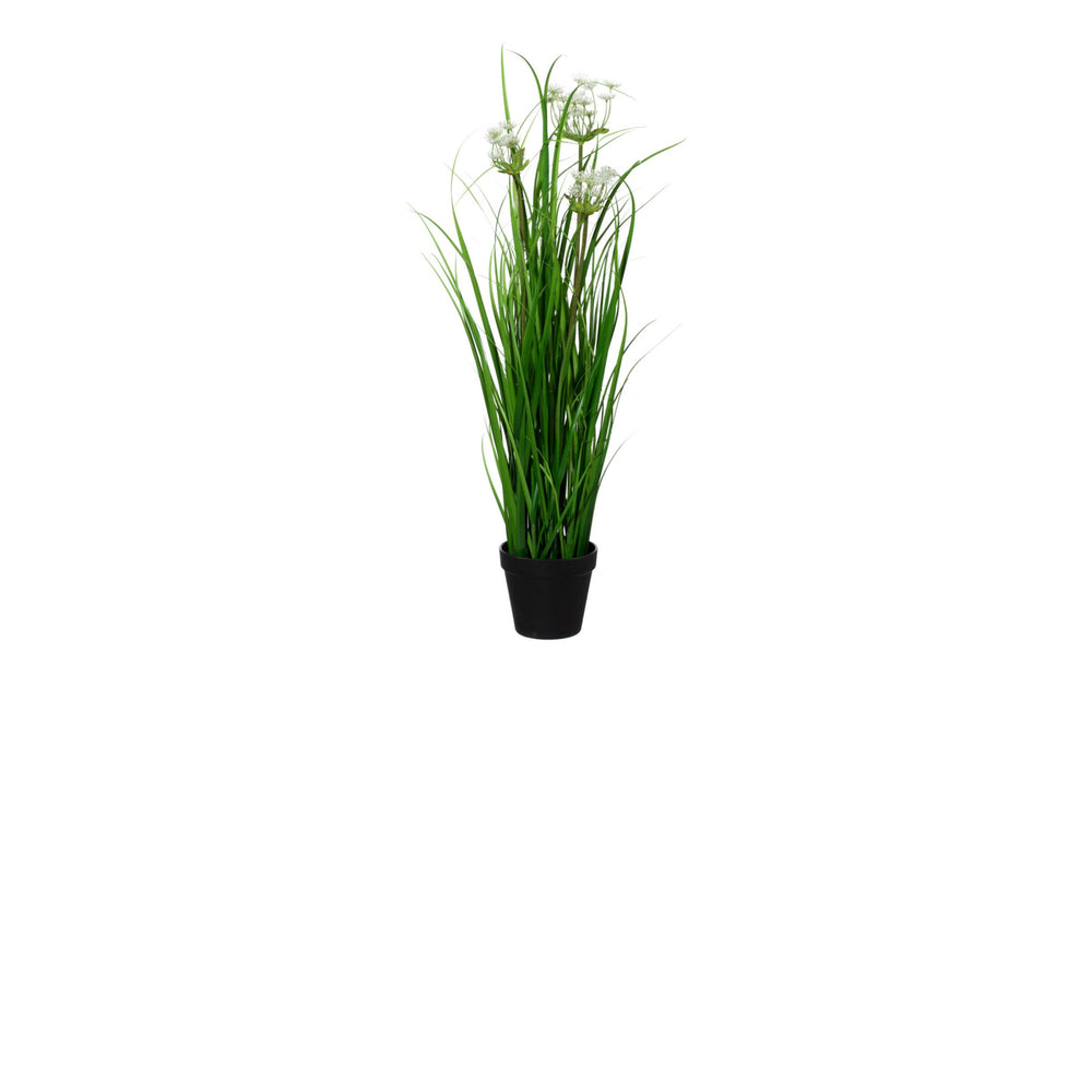 Anethumgrasbusch im Topf