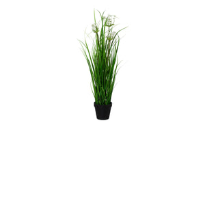 Anethumgrasbusch im Topf