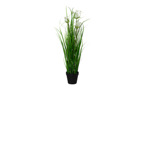 Anethumgrasbusch im Topf