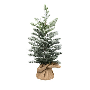 Araucaria im Sack 53cm