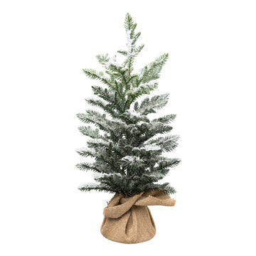 Araucaria im Sack 53cm