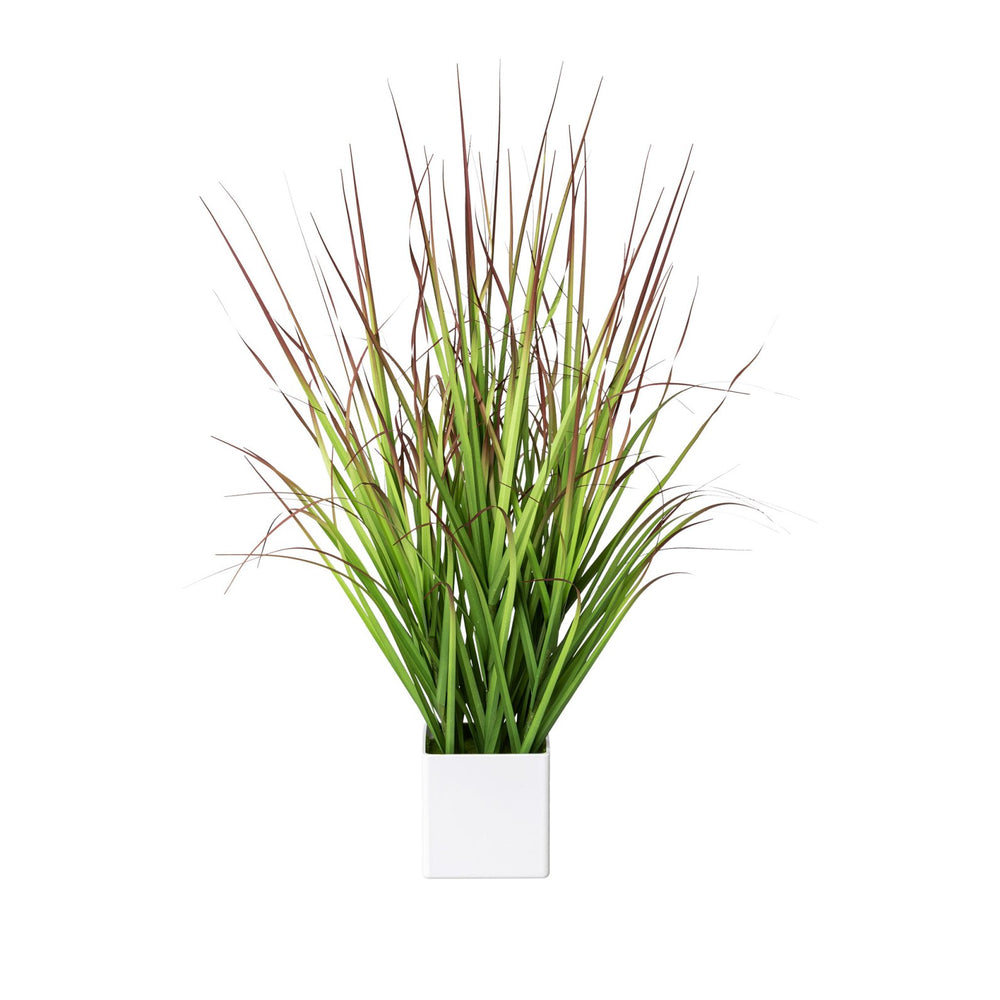 Blutgras im Topf 61cm